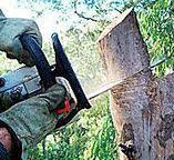 Reliable Waretown, NJ Tree Services Solutions